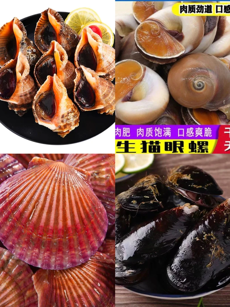 海螺 猫眼螺 红贝 青口贝