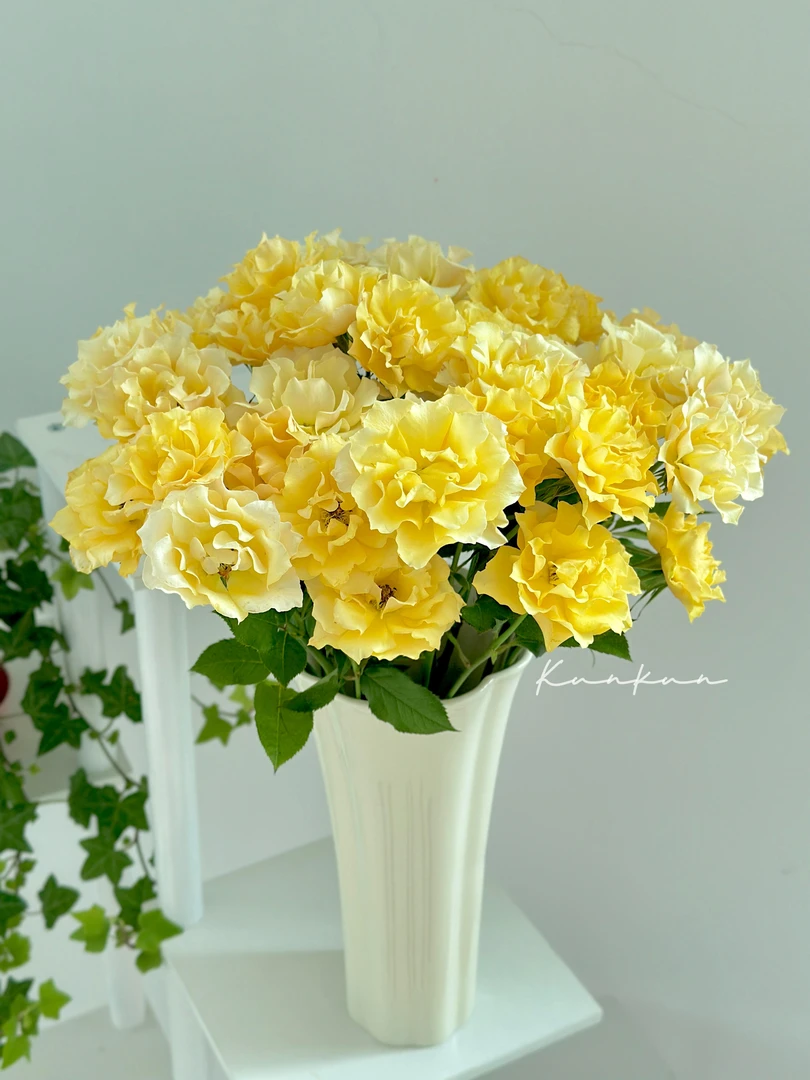 【稀有玫瑰】喀秋莎-多头玫瑰