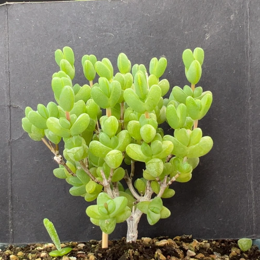 【闪购商品】dy2828老桩大元宝冠幅6cm
