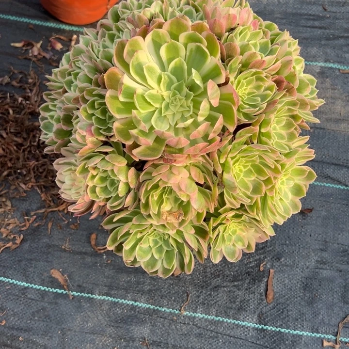 爱***活孔雀翎多肉植物花花