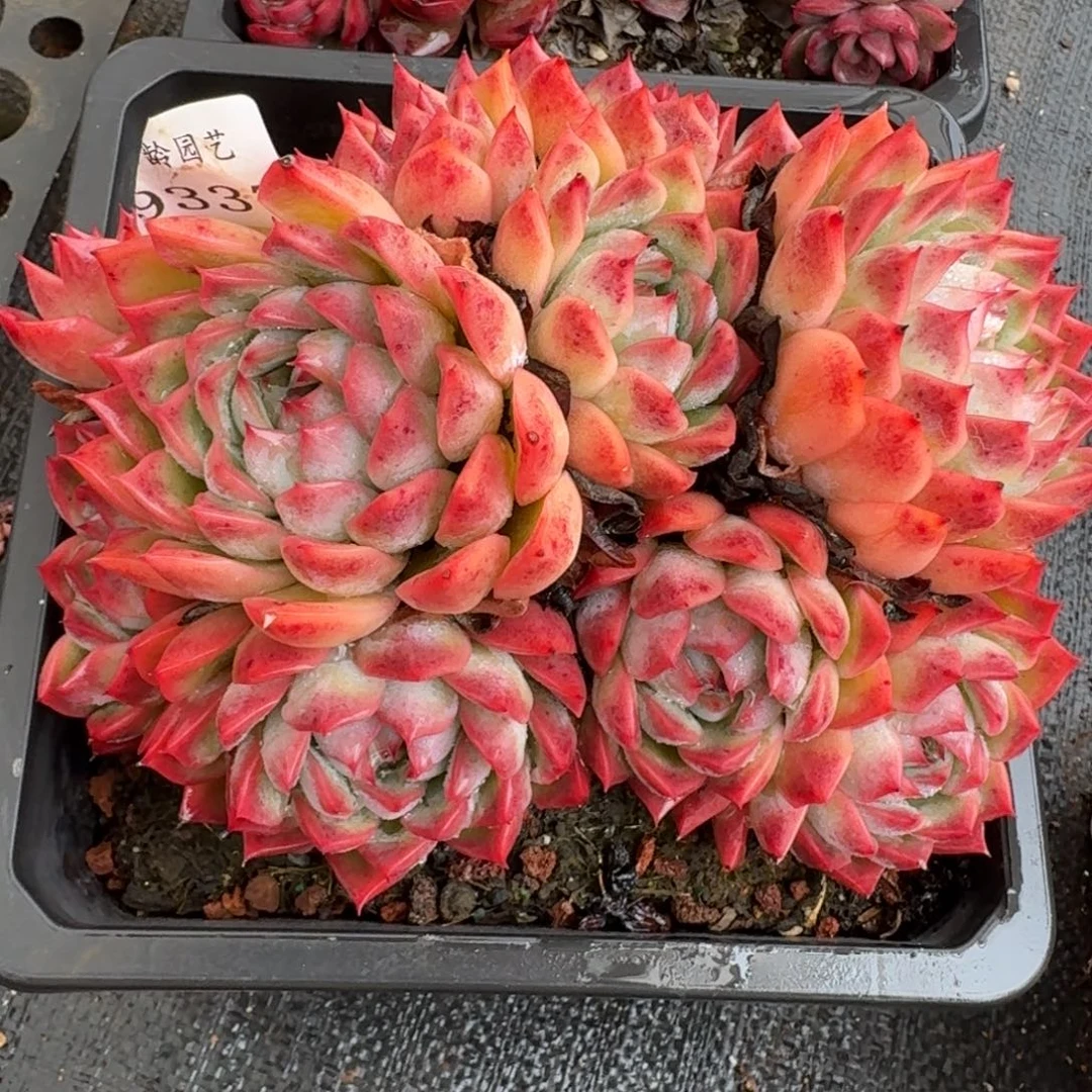 9337新年快乐发发发