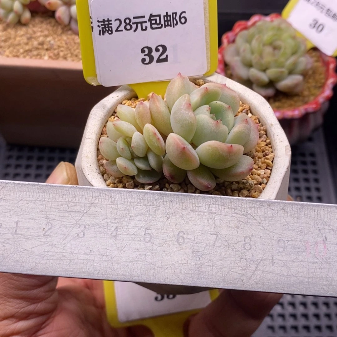 632红恋缀化多肉植物