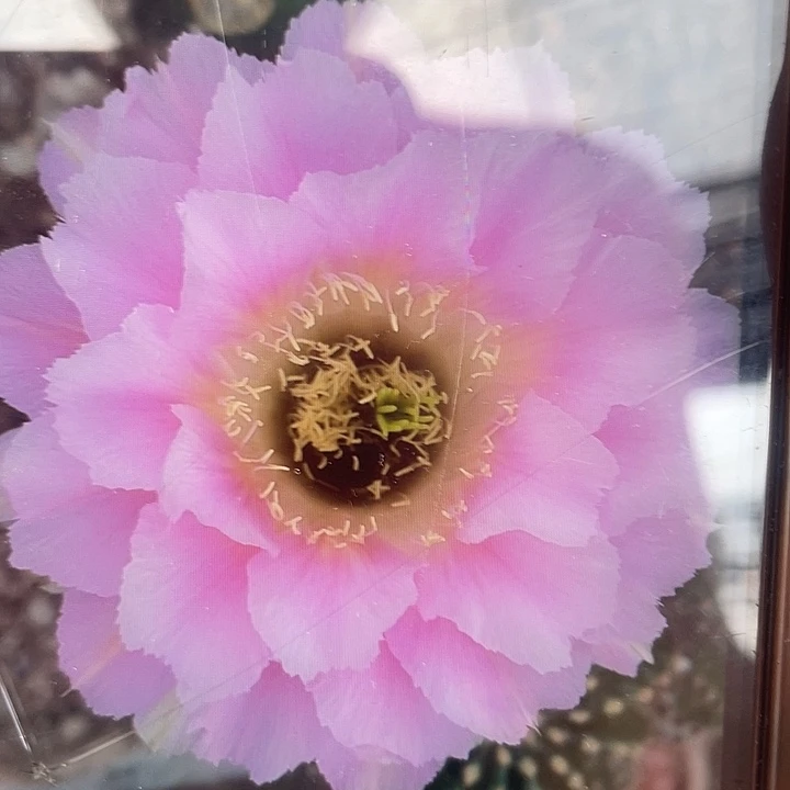 22号3公分以上有须根侧牙