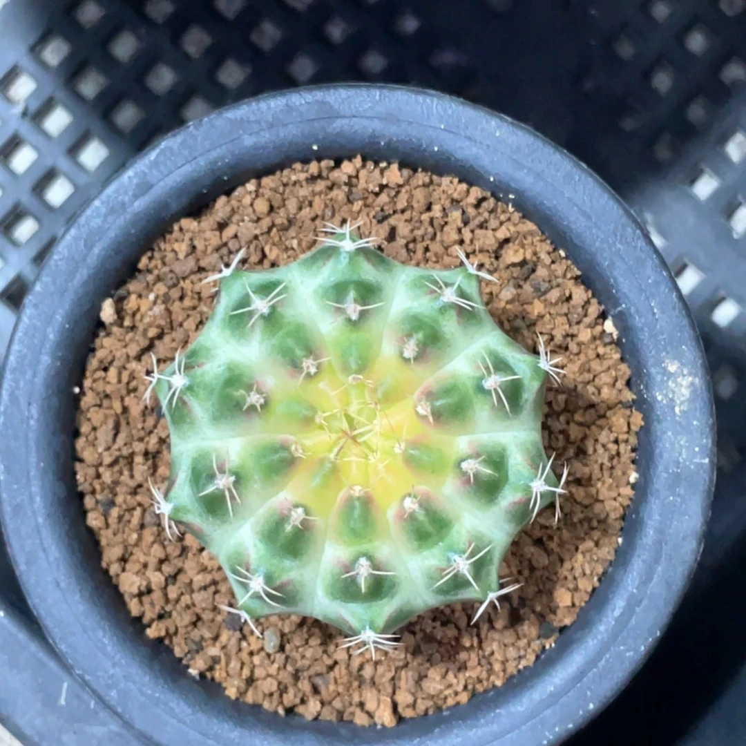 当前无花朵，栽培后可花朵皇氏包子轮回