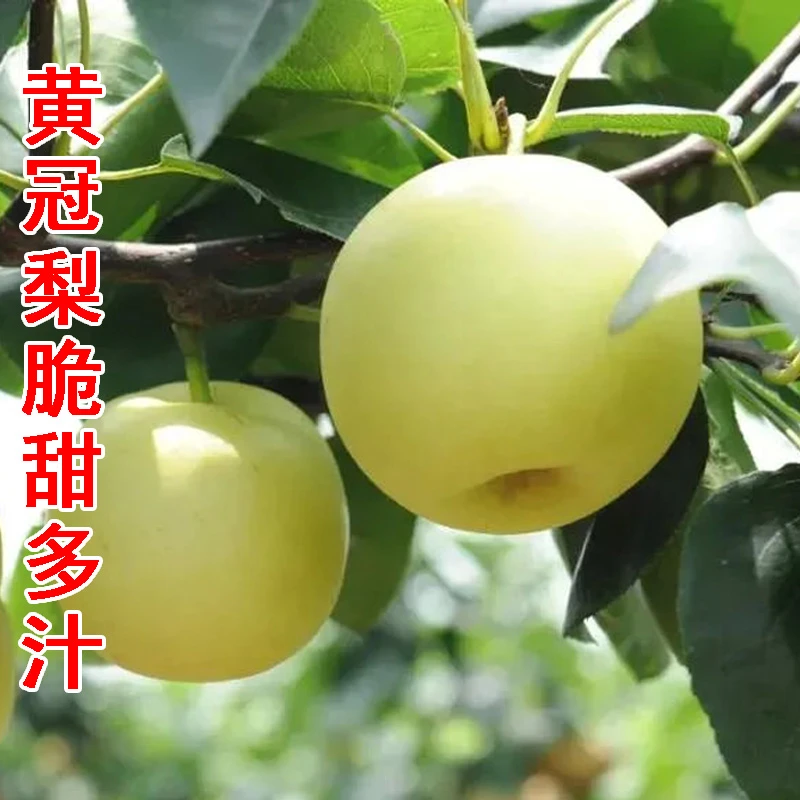皇冠梨新鲜水果皮薄多汁甜酥脆非鸭梨