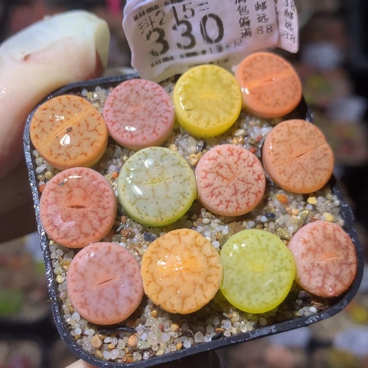 精品生石花215.330