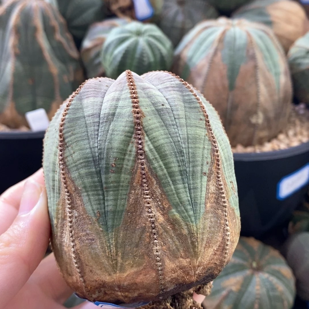 16布纹球精品一物一拍