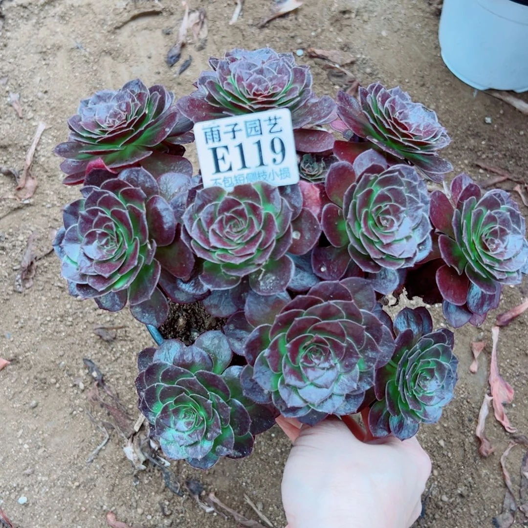 119黑珍珠尺寸20左右