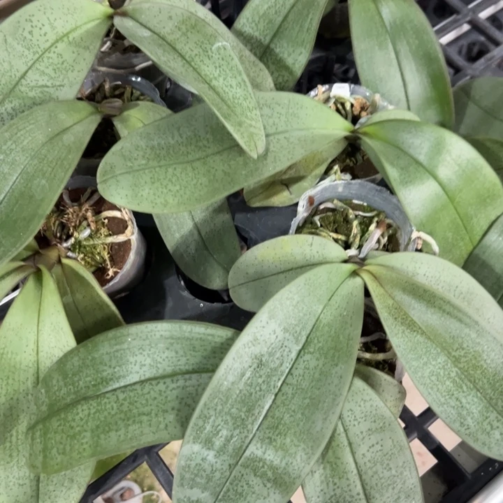 完全开放香啊嘛交西111189