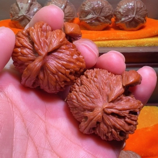龙角白狮子孤品41边