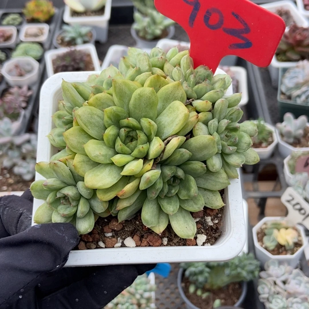 903冰天使锦多肉植物