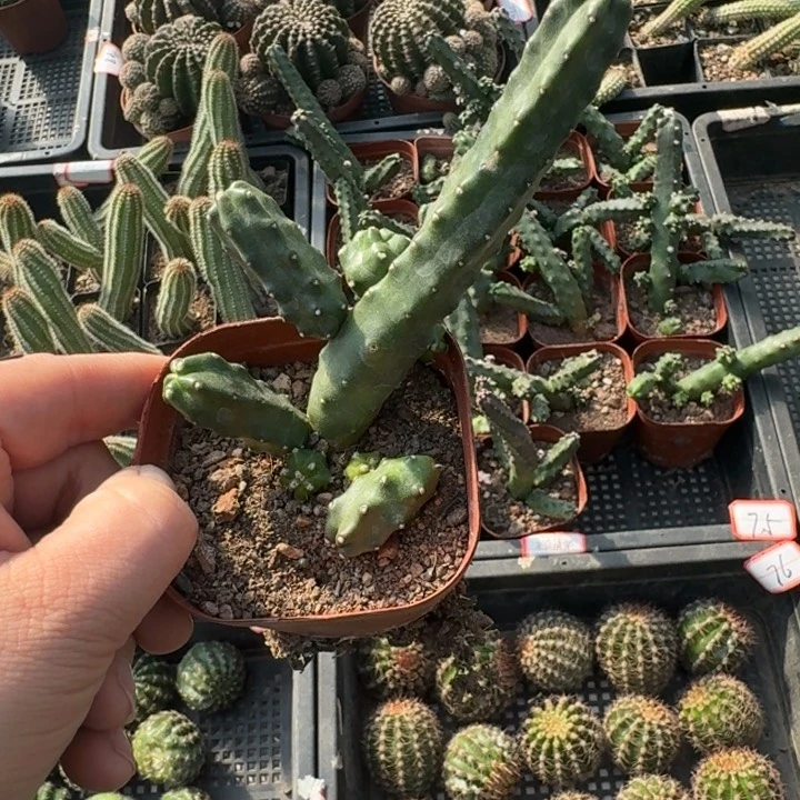 271水仙晴朗脱土发货掉侧牙无售后