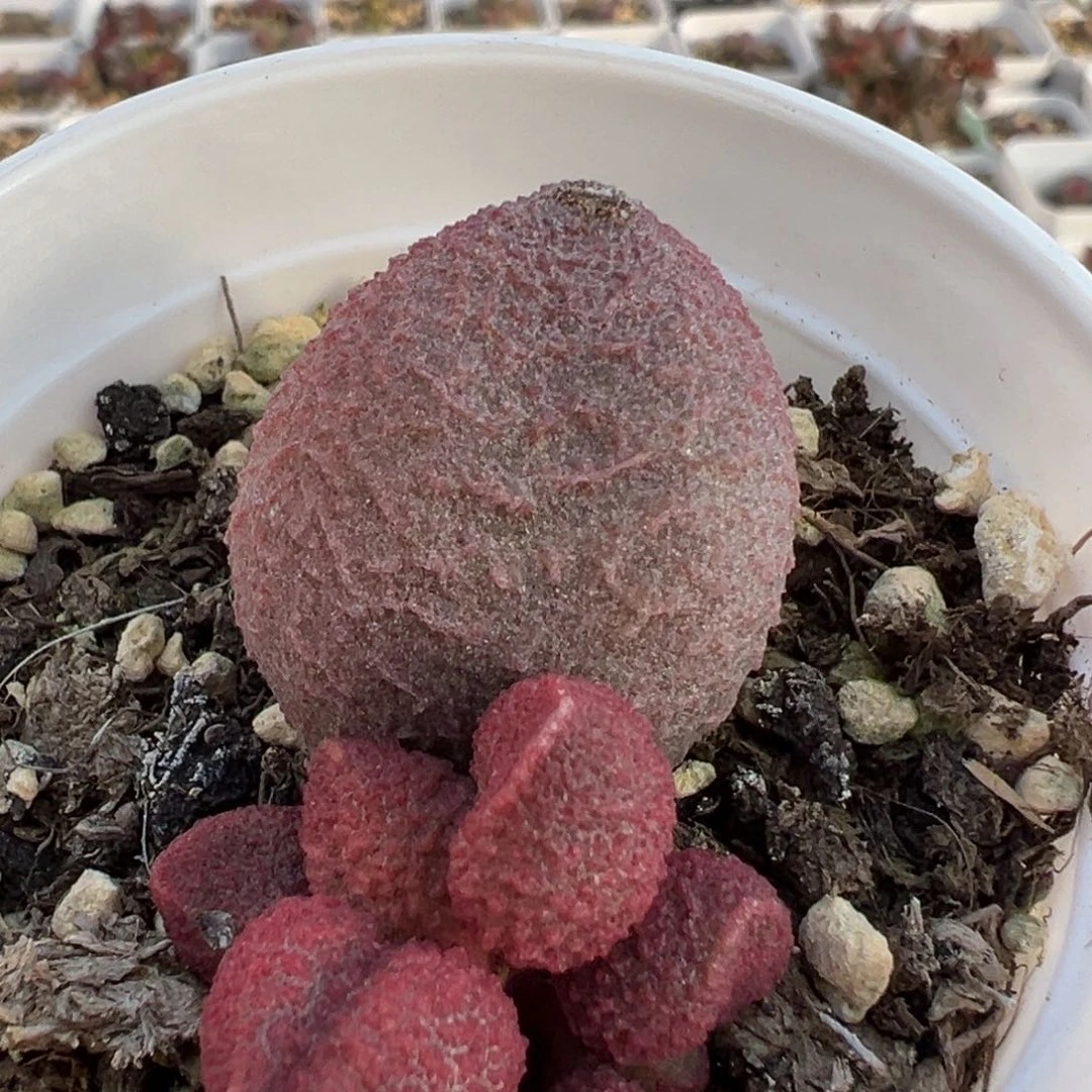 水蜜桃多肉植物水泡