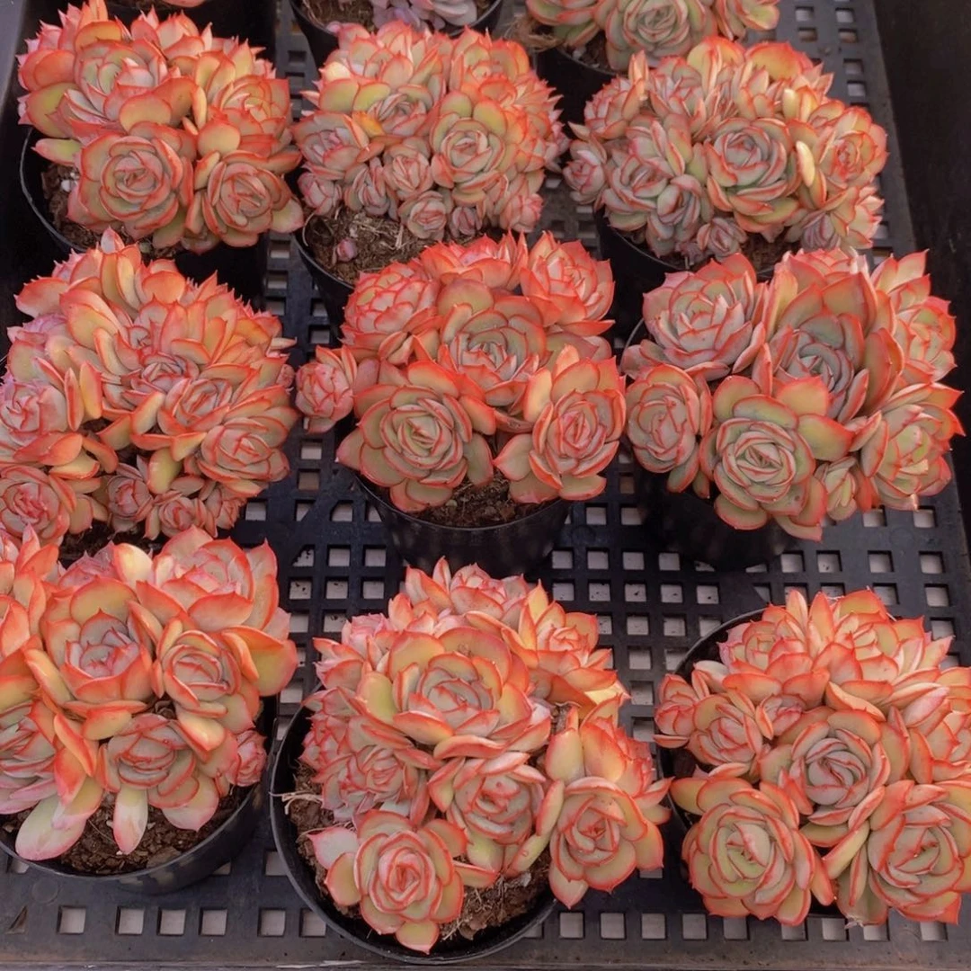 量拍52号 精品牡丹亭多头群一个