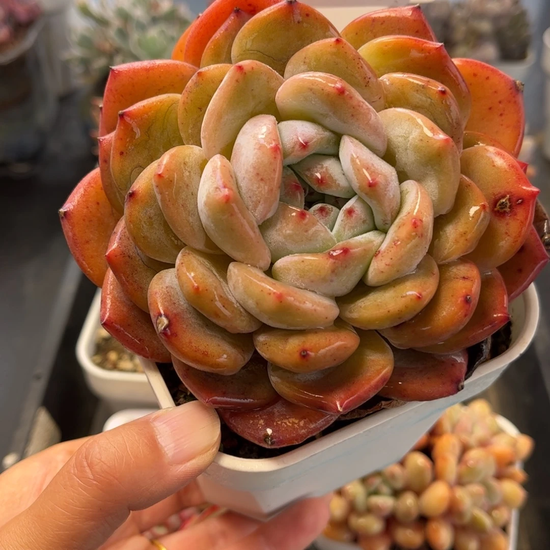 2940 满30包邮天冷地区必拍保温箱