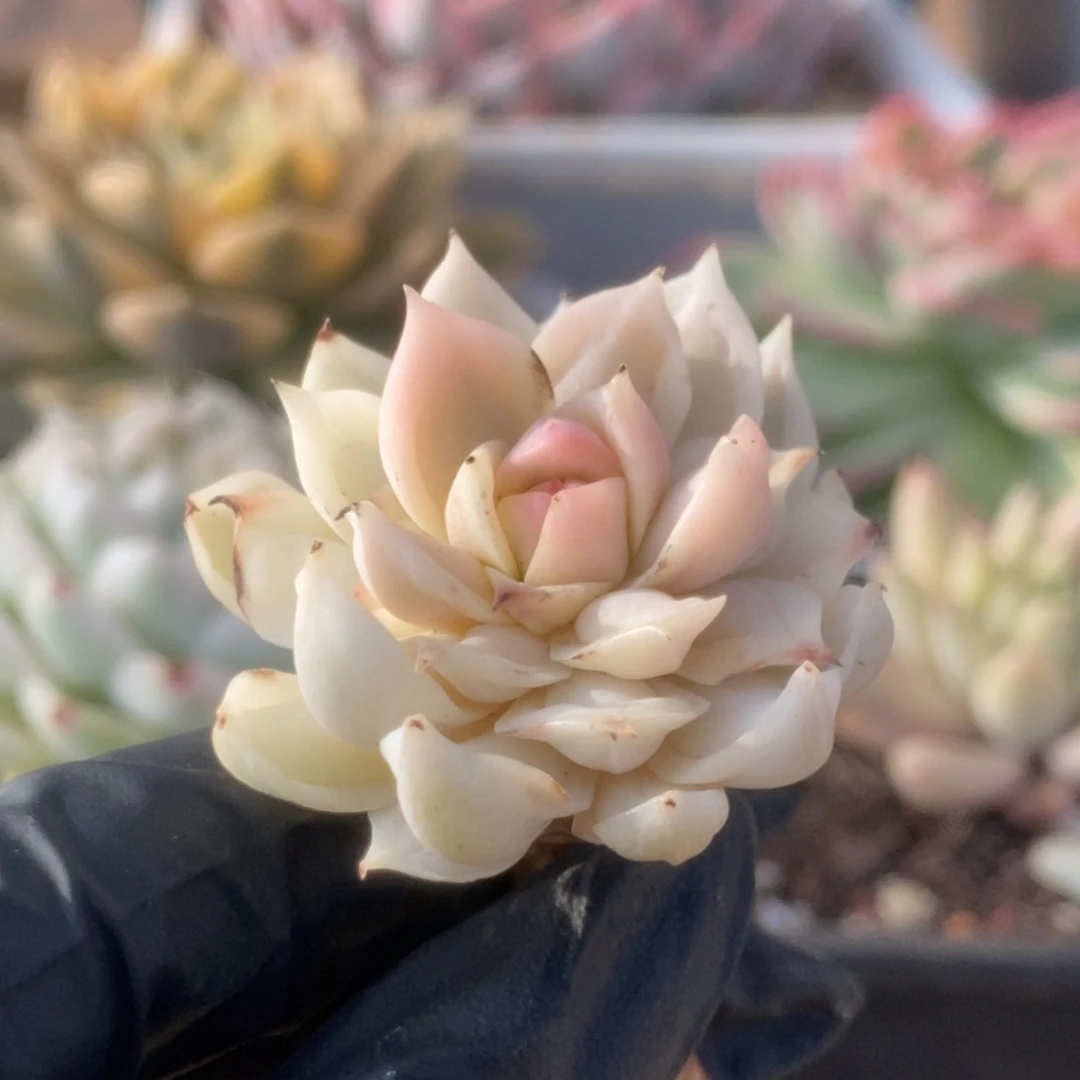 005牡丹冰锦锦锦锦锦