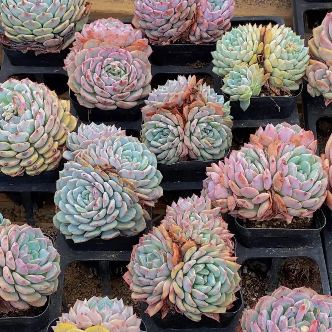 286多肉植物保护研究所所长