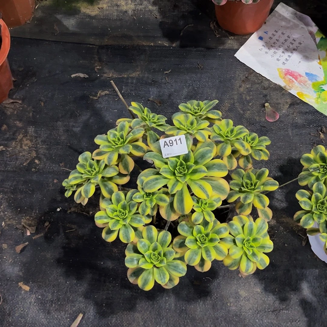 芬***方星爆多肉植物精华发师看911