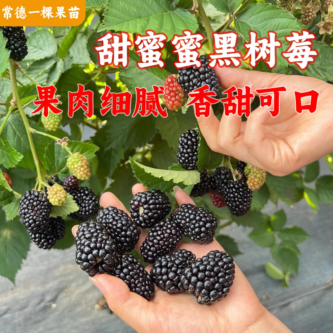 甜蜜蜜黑树莓1加仑杯苗不带果香甜夏秋两季挂果南北方家庭种植