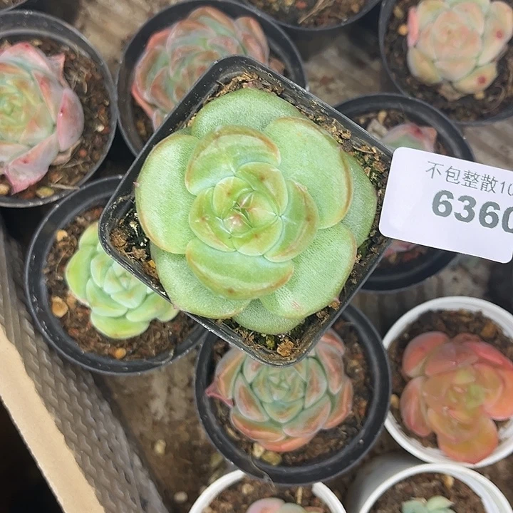 阿雅园艺。       6360冰玉杂一颗