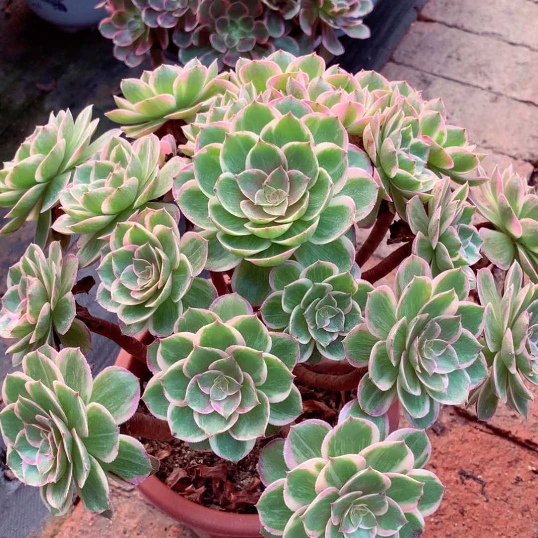 莲花座，多肉植物的
