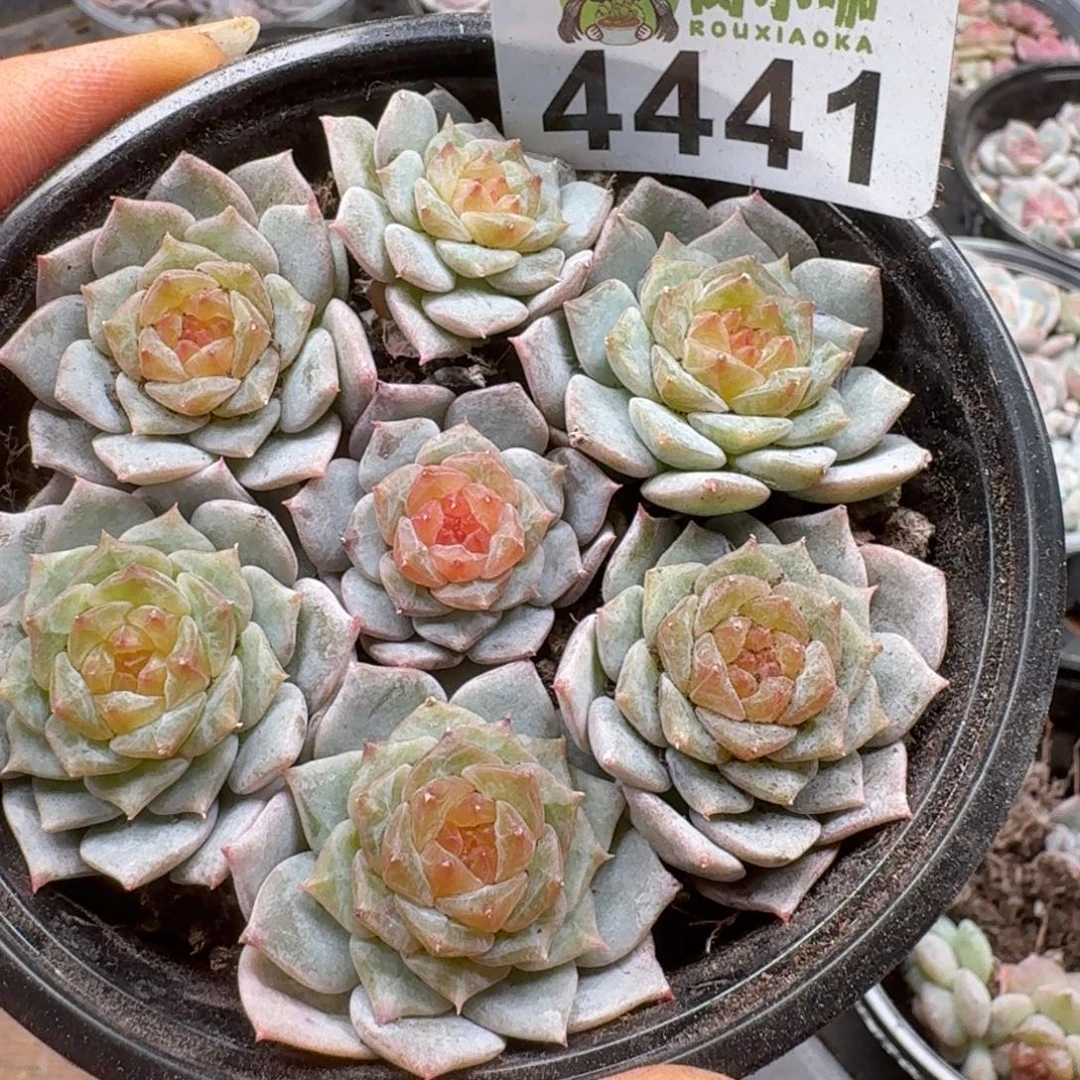 多肉植物多肉植物