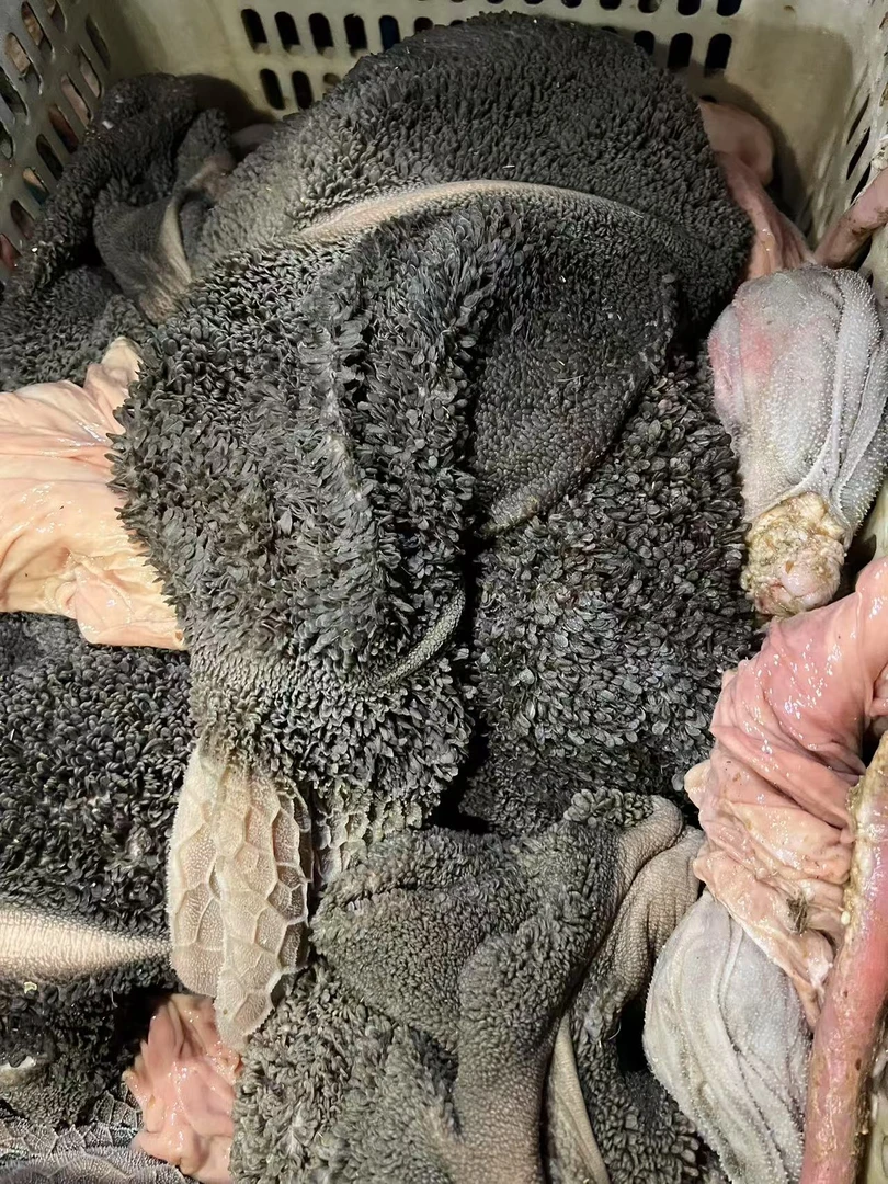 《清真食品》非洗净新鲜羊毛肚，需要清洗，挂羊脾，略微有点油