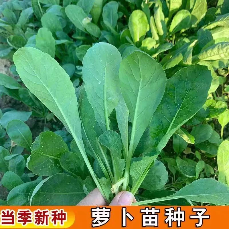 四季萝卜苗种子专吃萝卜青菜种籽芽苗菜夏季耐热阳台盆栽蔬菜种孑