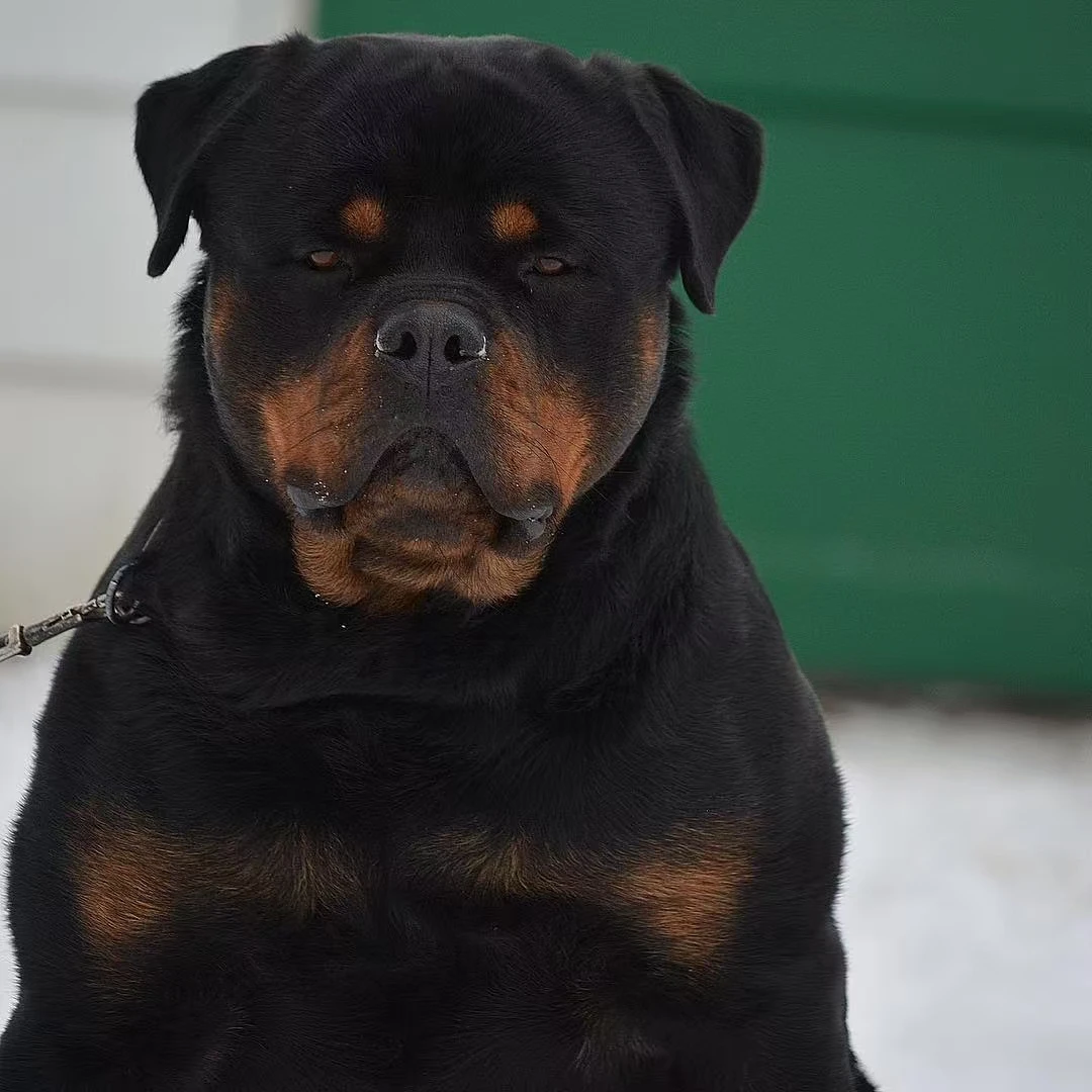 【老王罗威纳】罗威纳家庭护卫犬（一物一拍）活体宠物狗狗