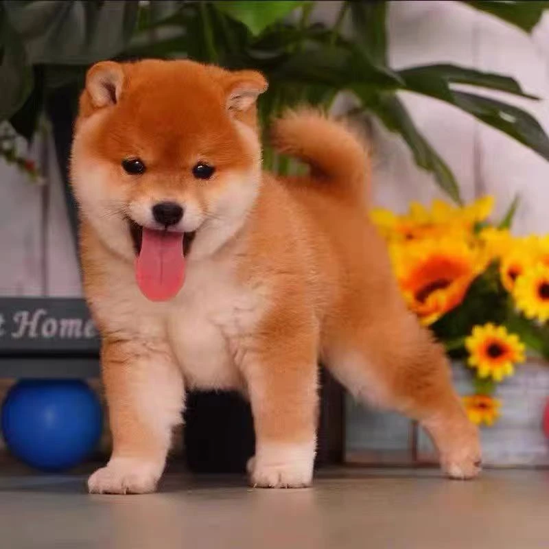 小柴宠物小型犬 JJ