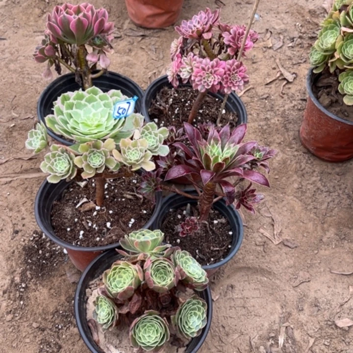 507多肉植物组合，