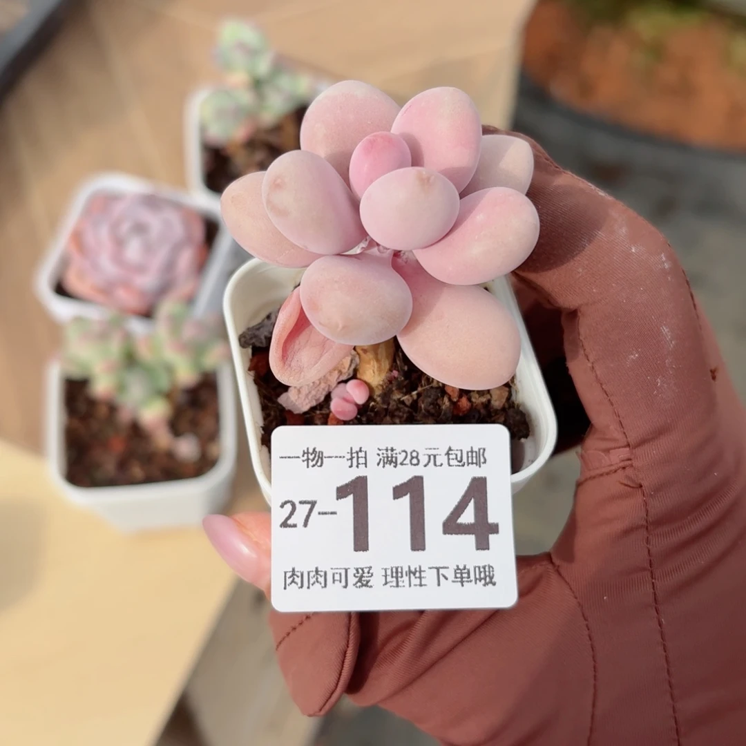 桃蛋无盆土发货无盆土发货无