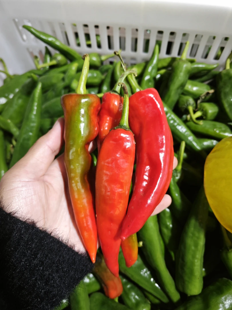 新鲜特辣红辣妹子红辣椒酱紫红泡椒剁椒特别辣