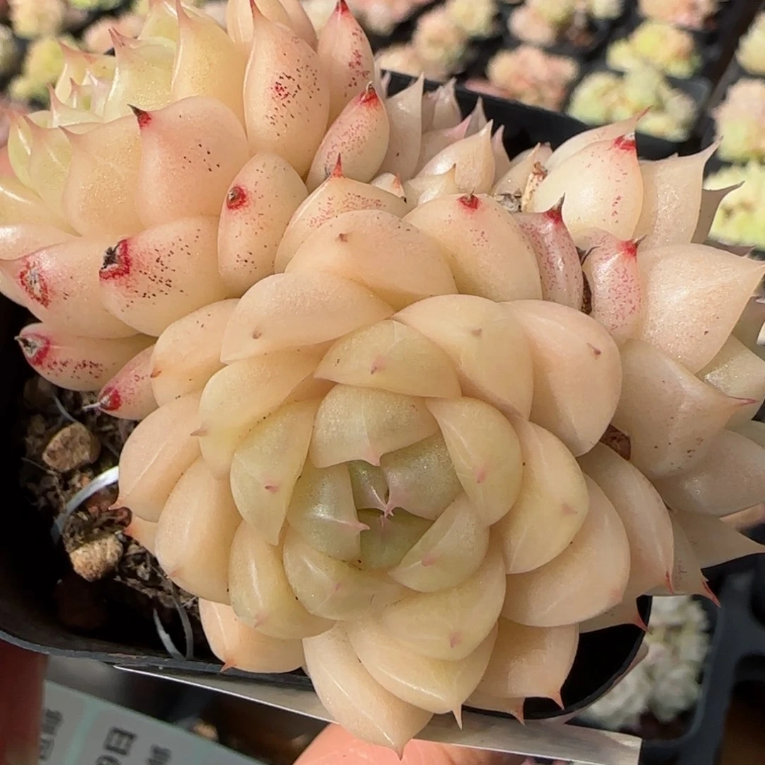 花语逸镜0119-154