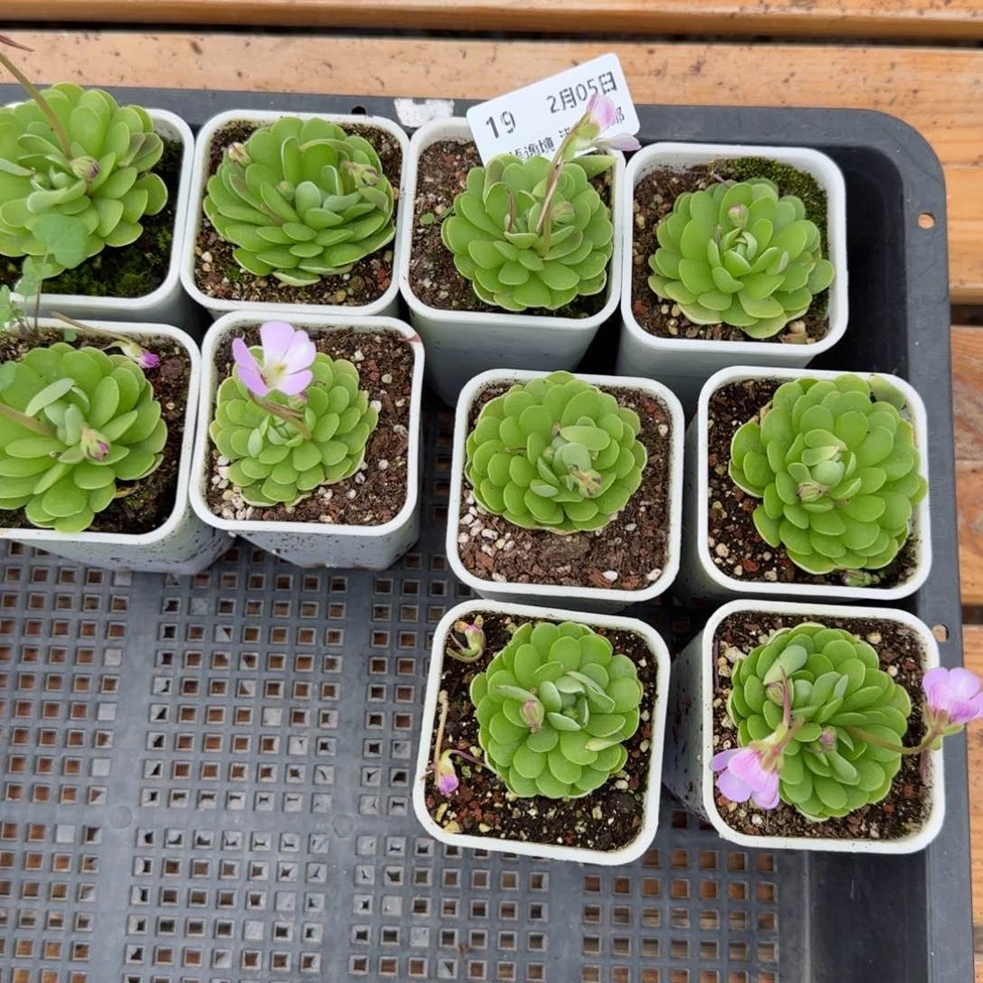 花语逸镜0205-19捕虫堇上量