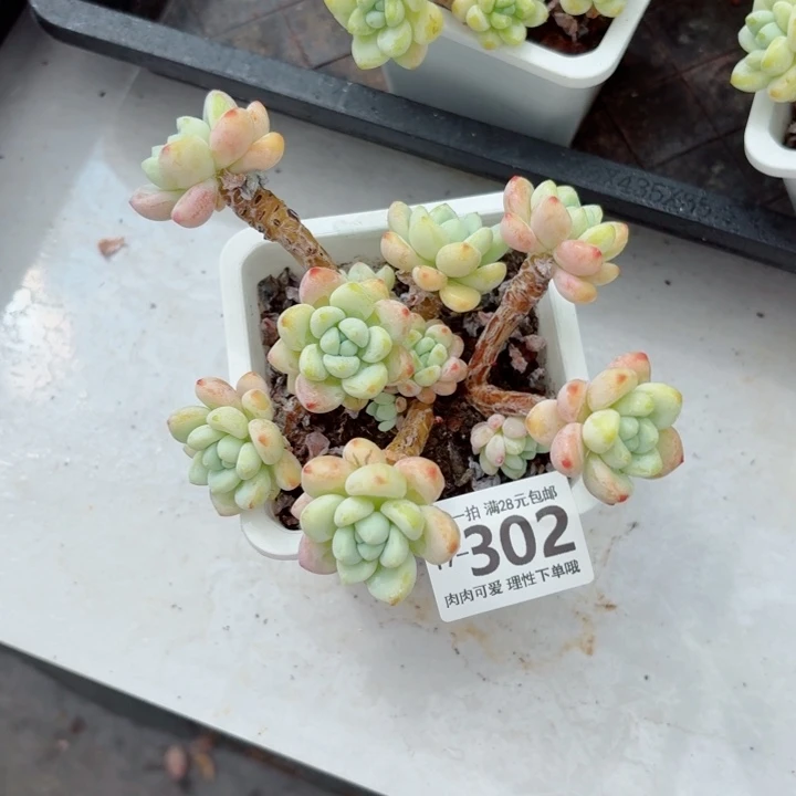 樱花罗琦无盆土发货多肉多