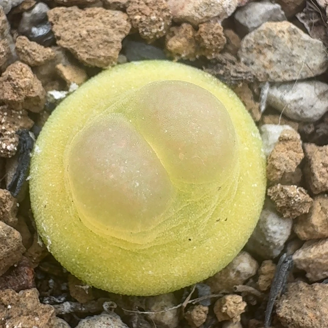 拉登飞碟啾啾体尺寸1.2