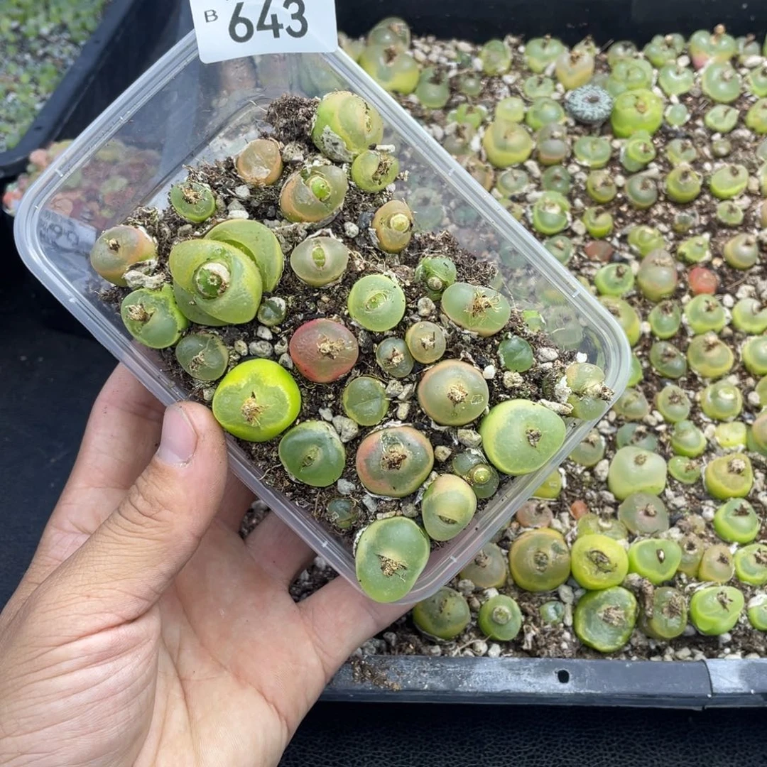 红陶限***孩800000000000643