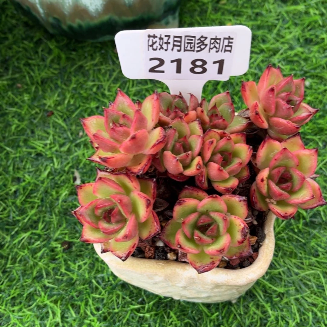 C***没多肉植物2281不带盆