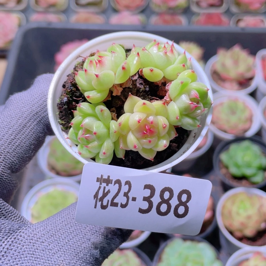 花利美23-388海王群