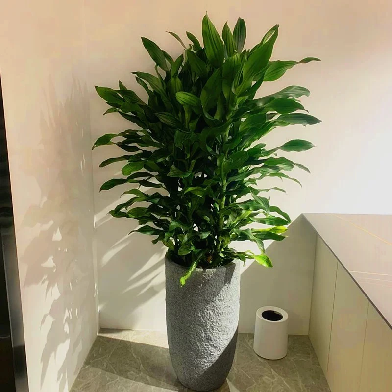 螺纹铁时来运转也门铁大型盆栽绿植室内室外客厅好养耐养净化空气