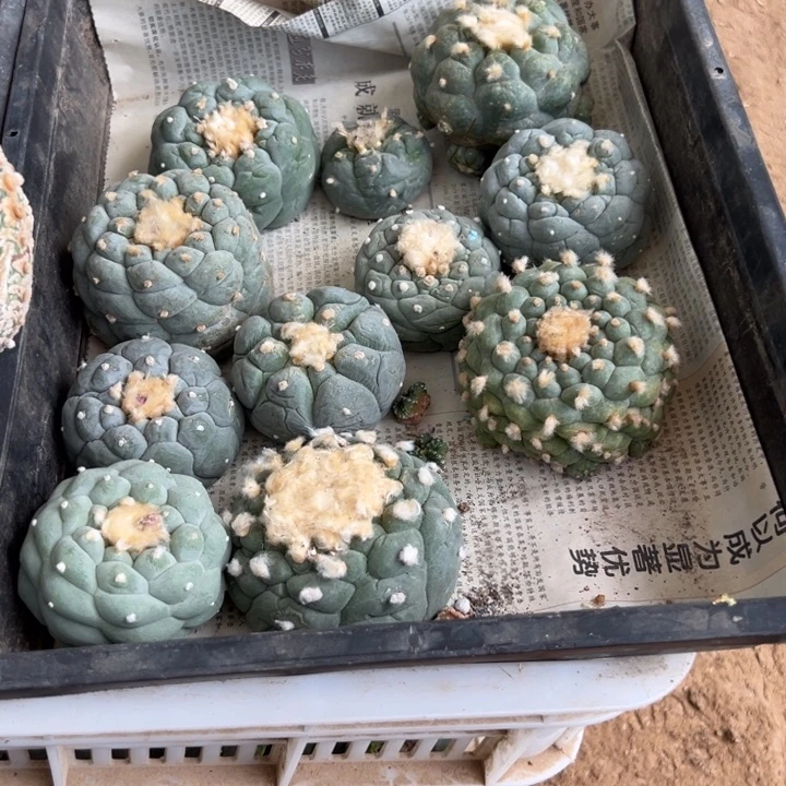 随机海鲜仙人球一个打包优惠