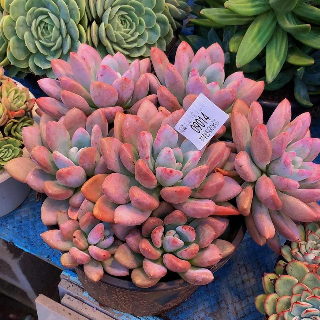 悠***静    奥普多头09014