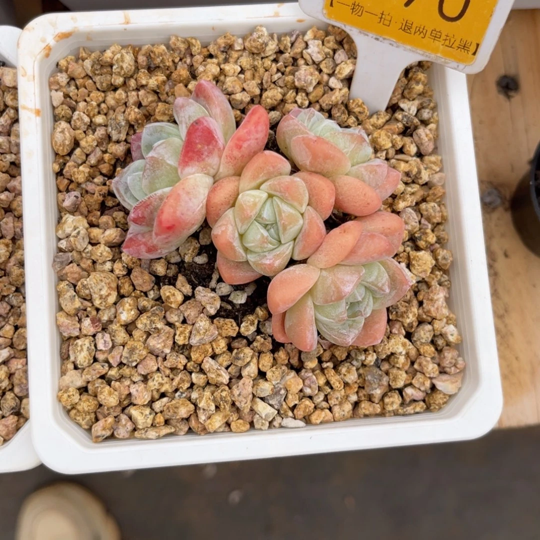 云尘多肉一物一拍290