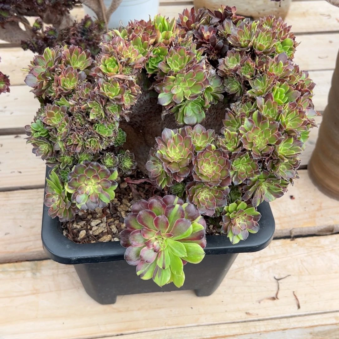 花脸粉黛全朵朵老桩厚板