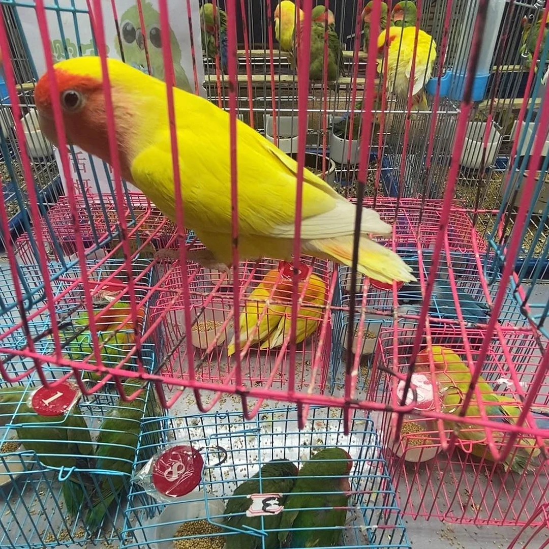 金***花桃脸牡丹鹦鹉黄桃成年