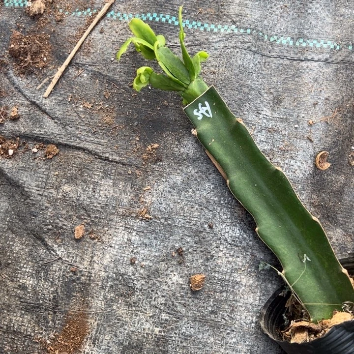 索菲亚嫁接小苗带盆发货一颗15.8