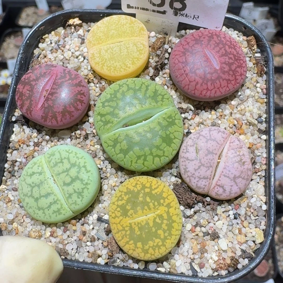 zzzz精品生石花58疤特