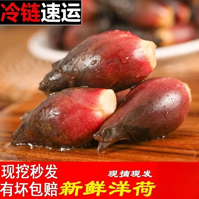 顺丰新鲜洋荷姜自然可口适合凉拌的鲜嫩野菜新鲜阳荷姜自然生长