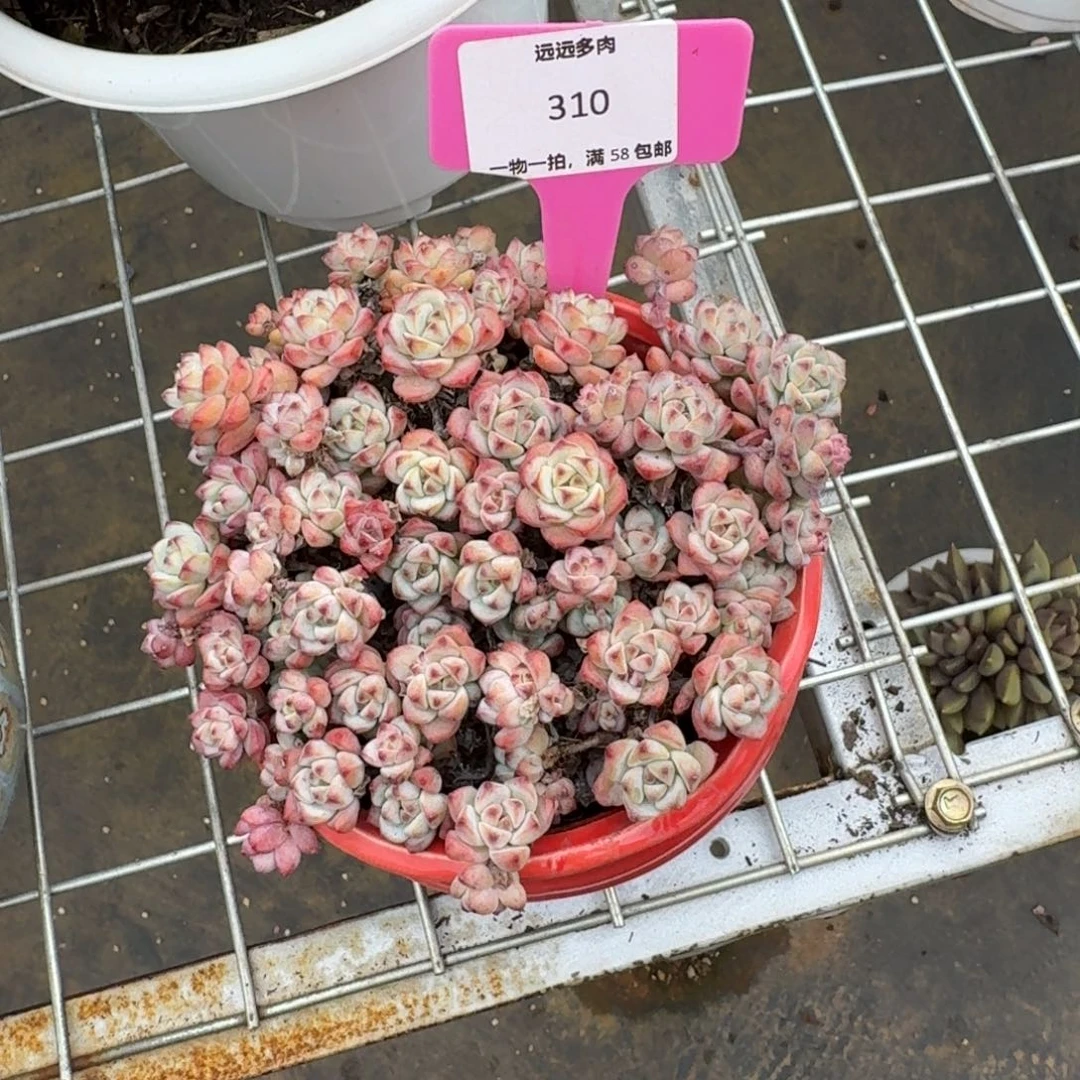 310焦糖精灵肉肉肉肉肉